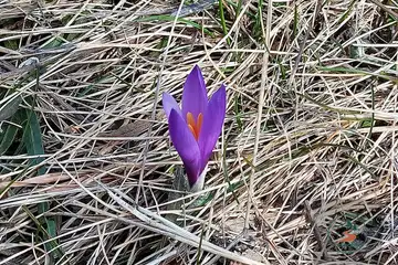 Бекови скали - 6