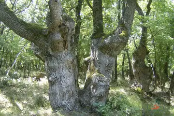 Резерват Ропотамо - 6