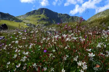 Седемте рилски езера - 6