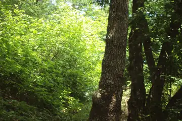 Пещера Снежанка - 2