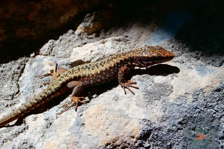 Пещера Ухловица