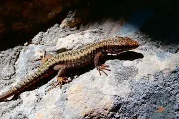 Пещера Ухловица - 2